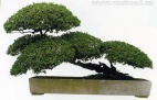 Карликовое дерево